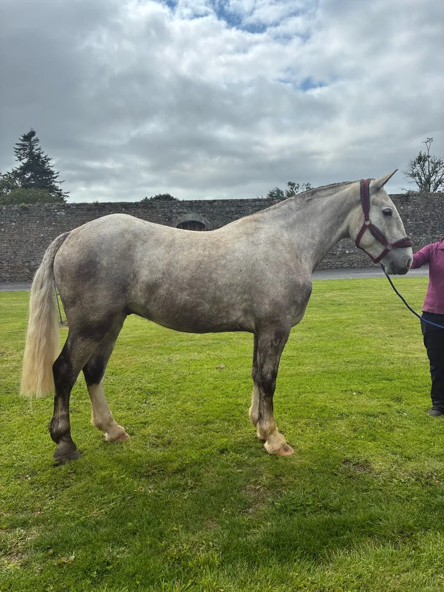 4 year old draught x cob gelding - Image 1
