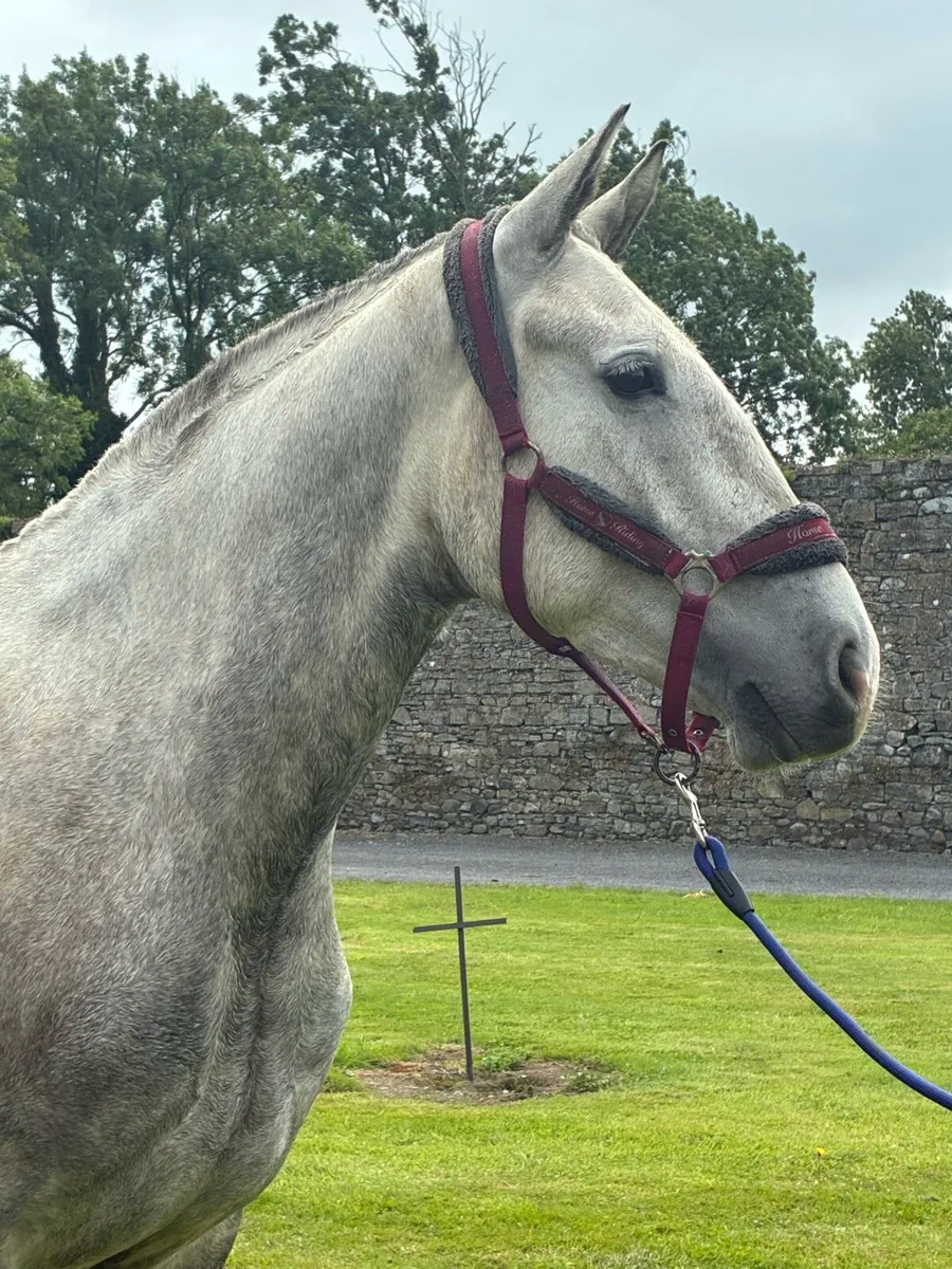 4 year old draught x cob gelding - Image 2