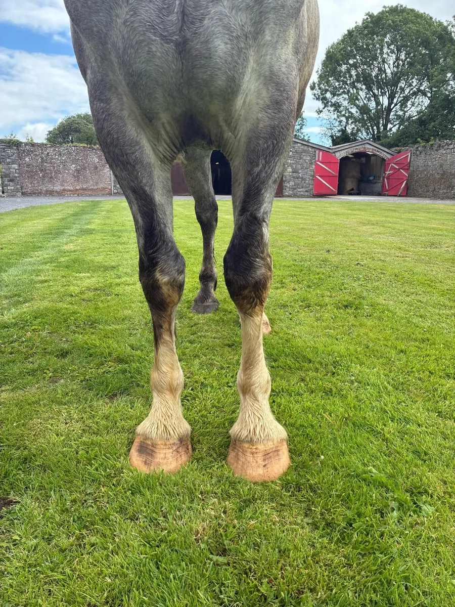 4 year old draught x cob gelding - Image 4
