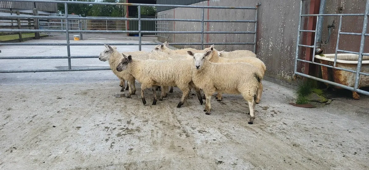Sheep