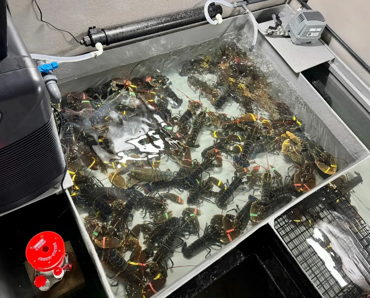 Crayfish. Lobsters.  Velvet. Shrimp - Image 4
