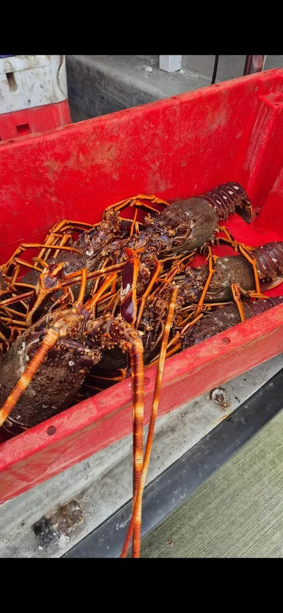Crayfish. Lobsters.  Velvet. Shrimp - Image 1