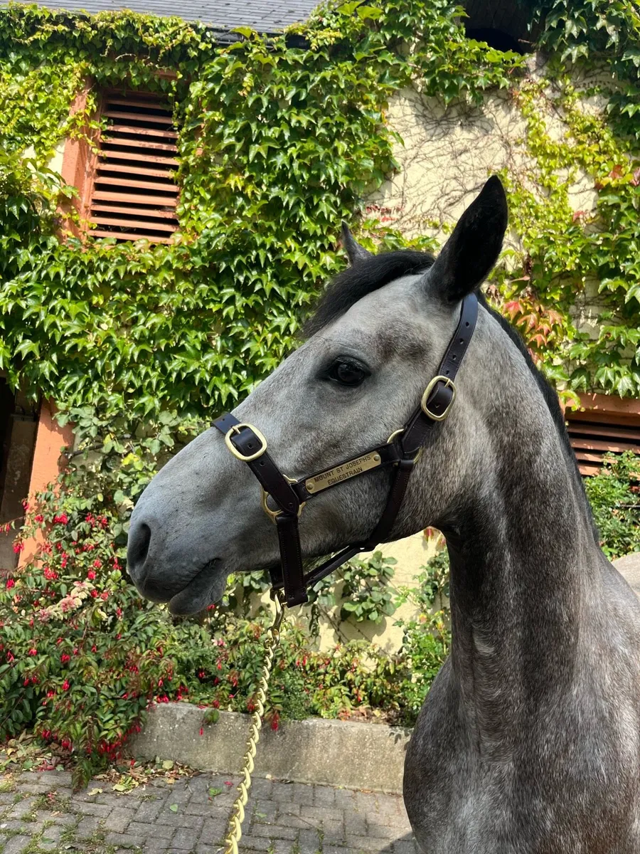Smashing 4 year old Connemara - Competition future - Image 2
