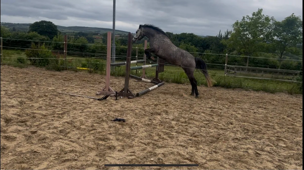 Smashing 4 year old Connemara - Competition future - Image 3