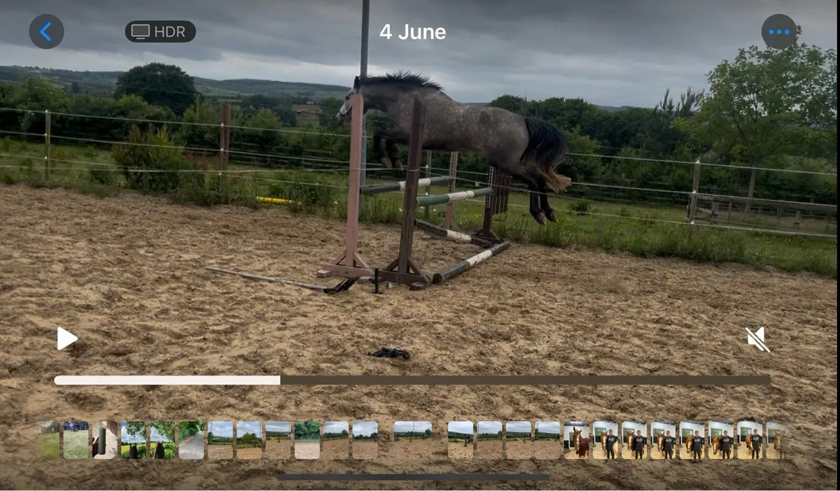 Smashing 4 year old Connemara - Competition future - Image 4