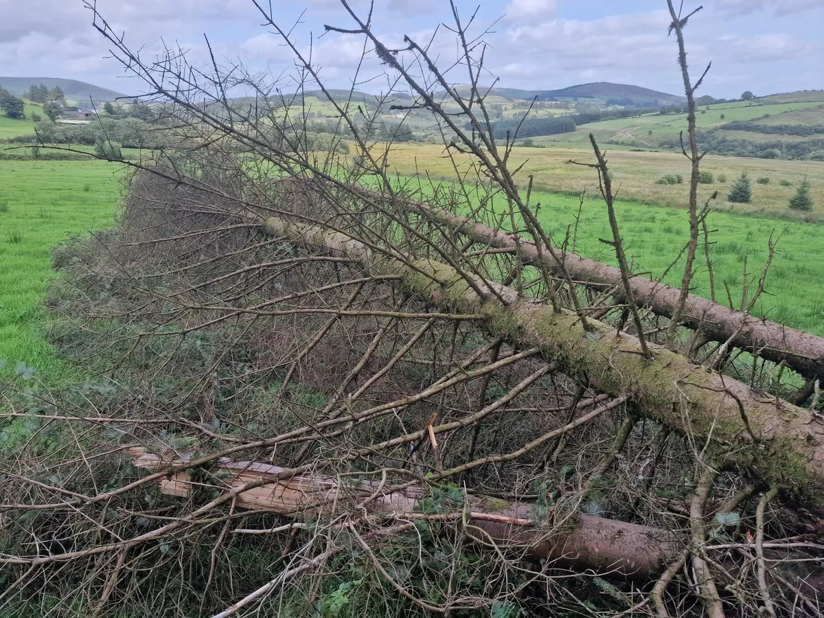Firewood - Image 1