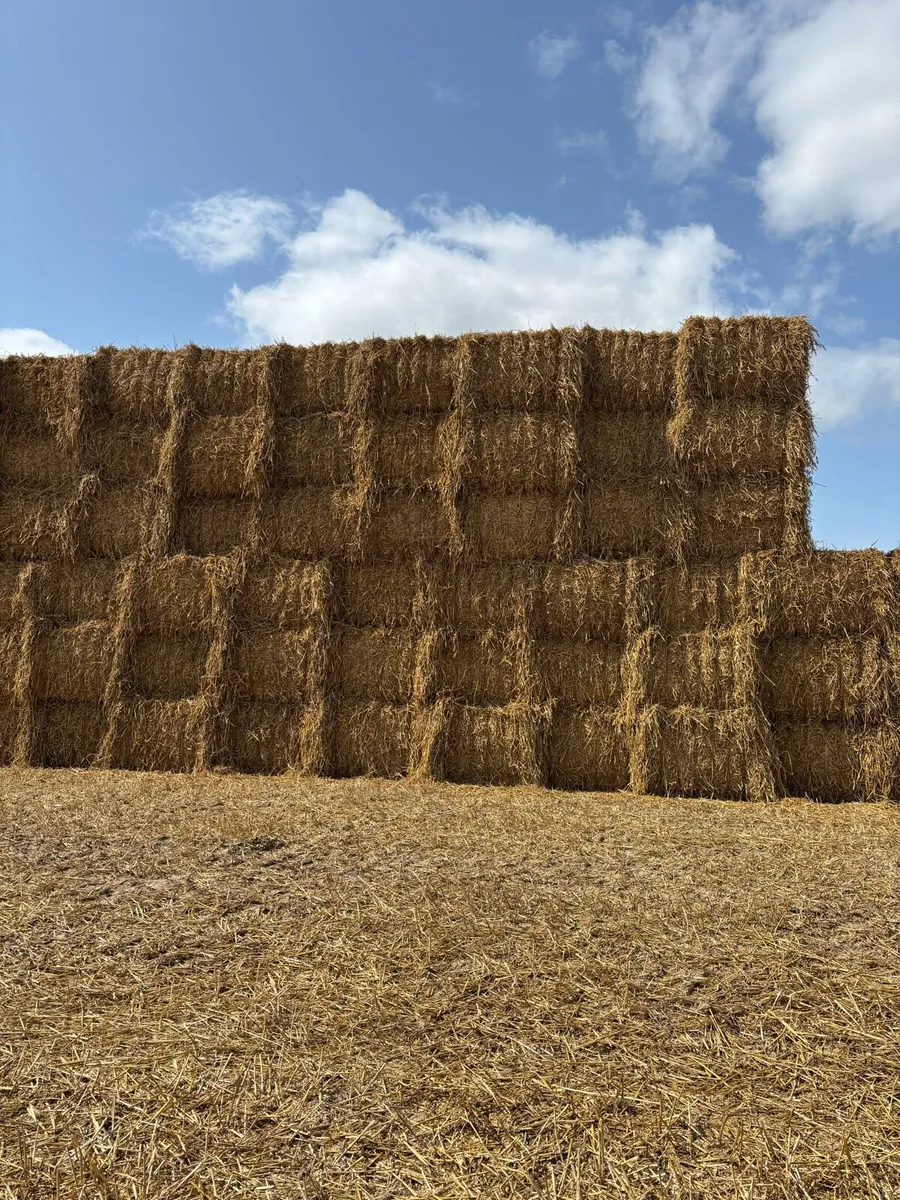 Wheaten straw - Image 1