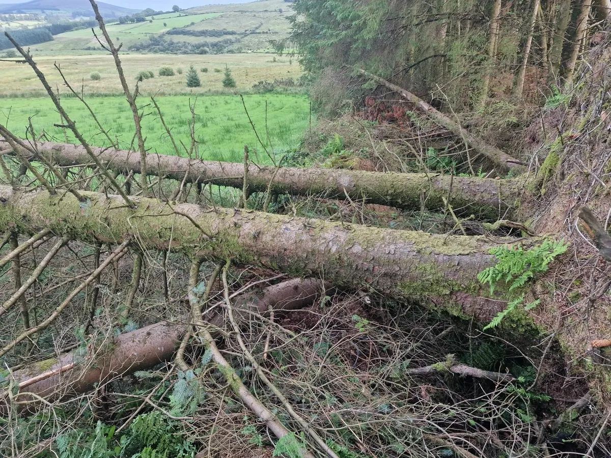 Firewood - Image 2