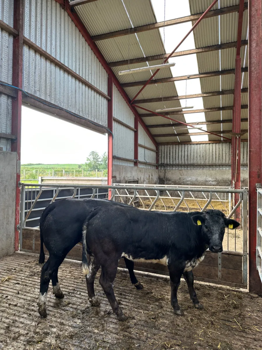 Blue grey roaned heifers - Image 3