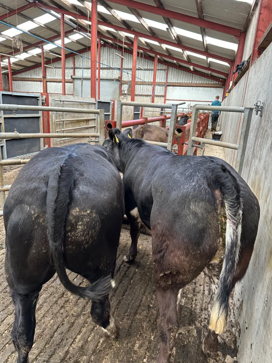 Blue grey roaned heifers - Image 4