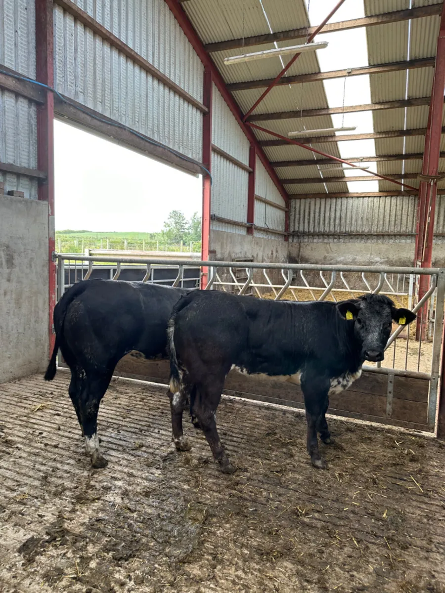 Blue grey roaned heifers - Image 2