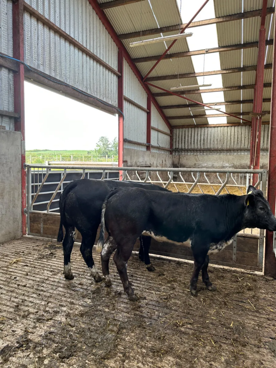 Blue grey roaned heifers - Image 1