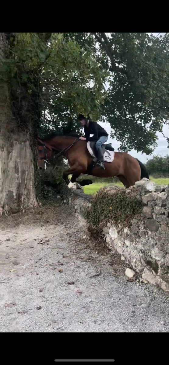 🍀2 16hh ID geldings🍀 - Image 1