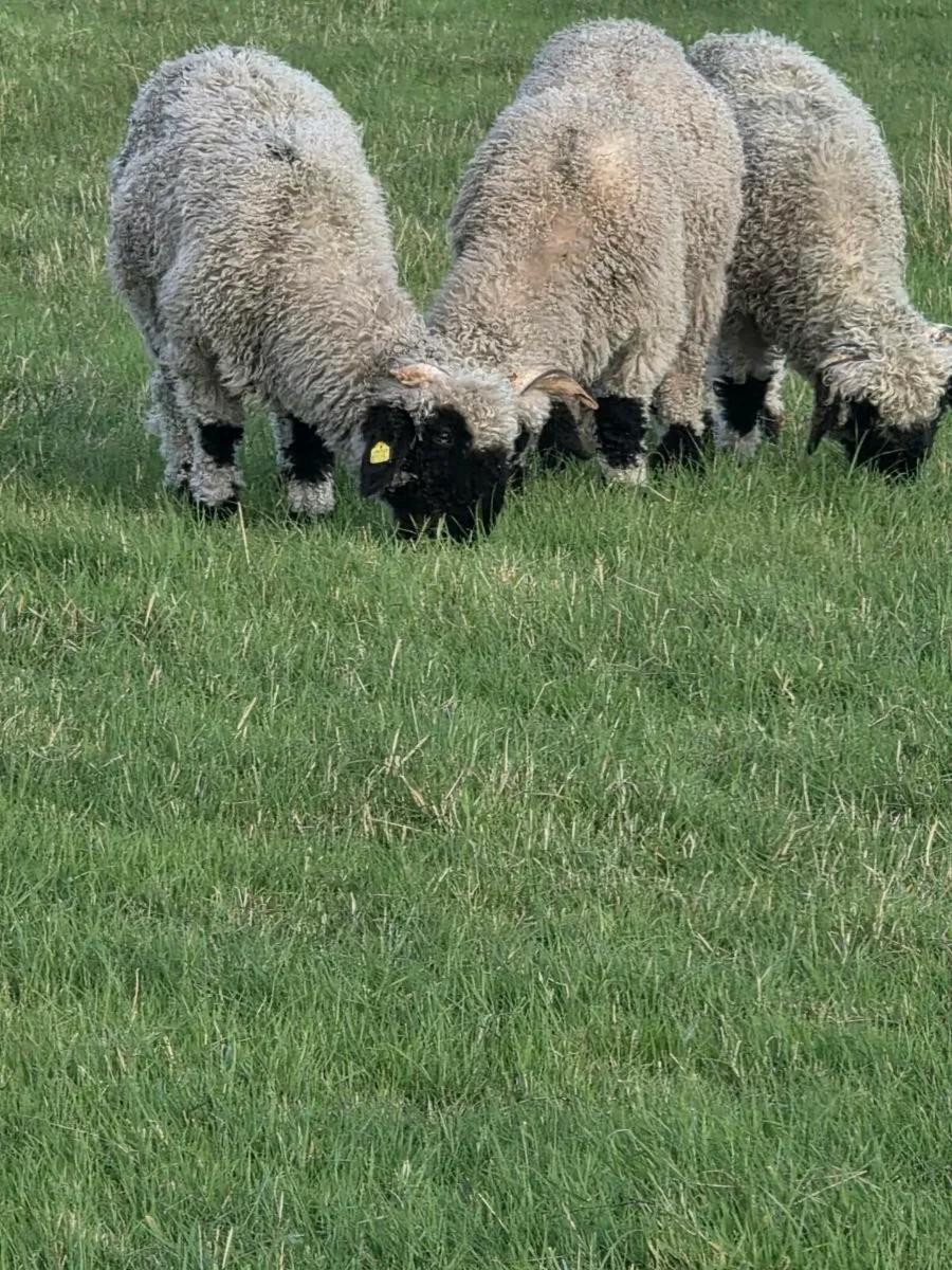 Valais black nose sheep - Image 1
