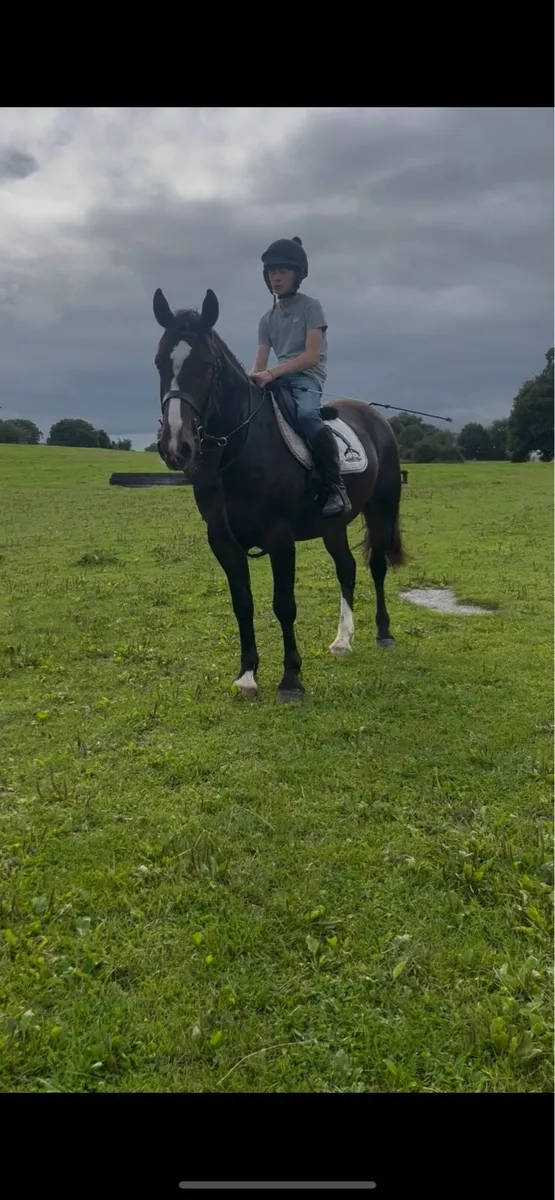 🍀Super 15.2 4yr old ID X COB Gelding🍀 - Image 4