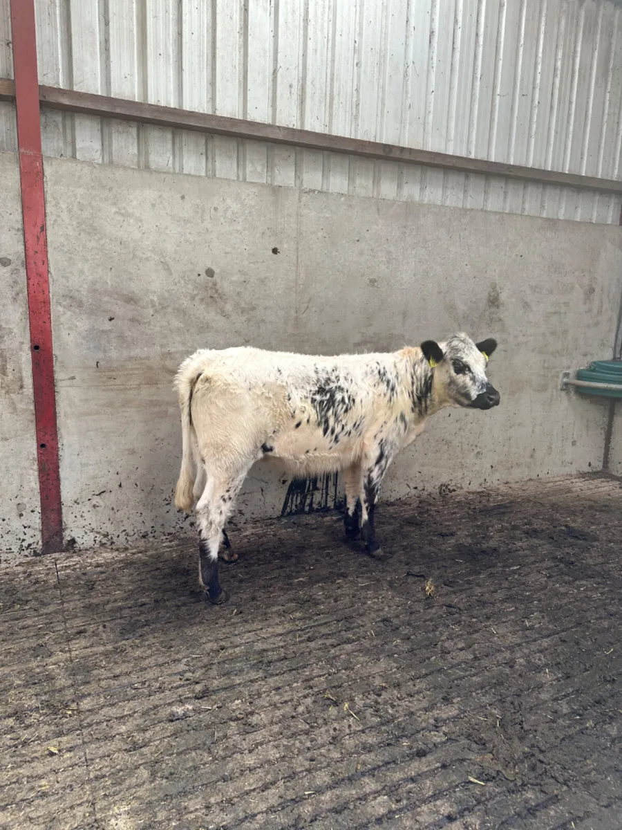 Cow maker - Image 2