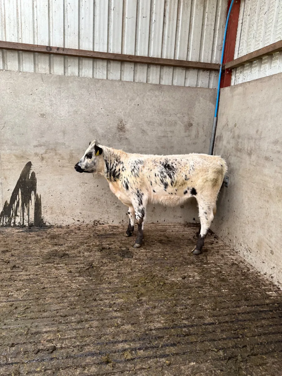 Cow maker - Image 4