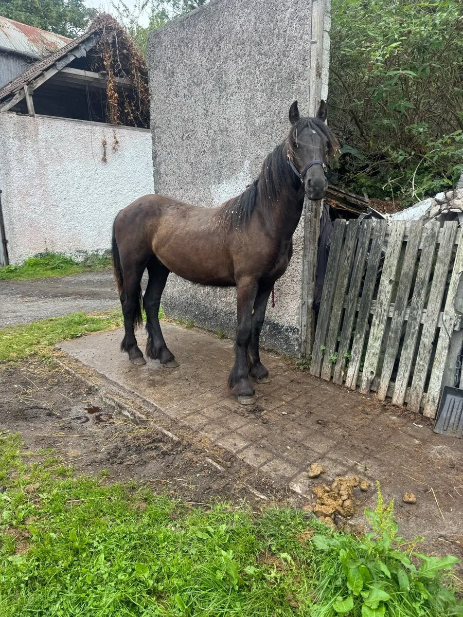 Colt - Image 1