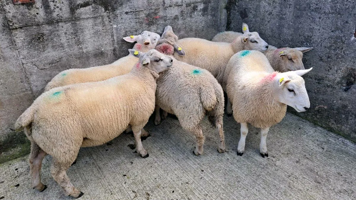 Finished lambs and Store lambs - Image 1