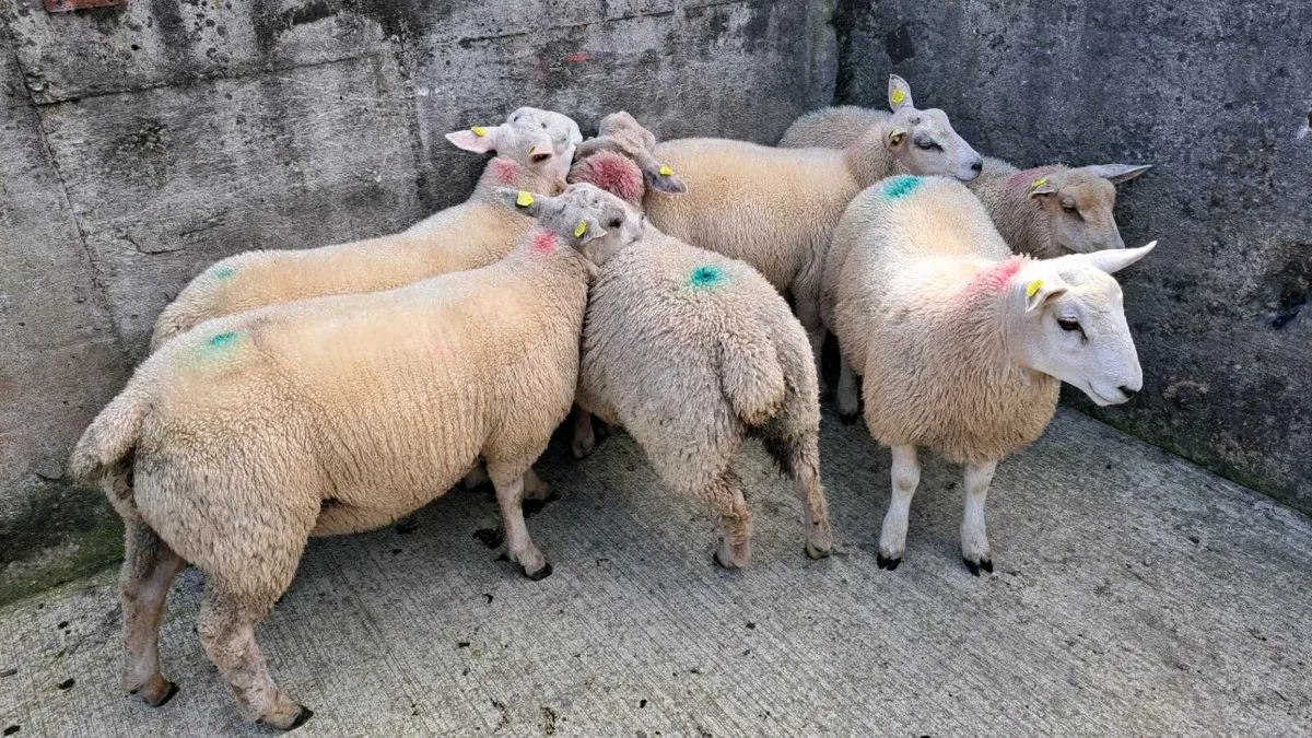Finished lambs and Store lambs - Image 2