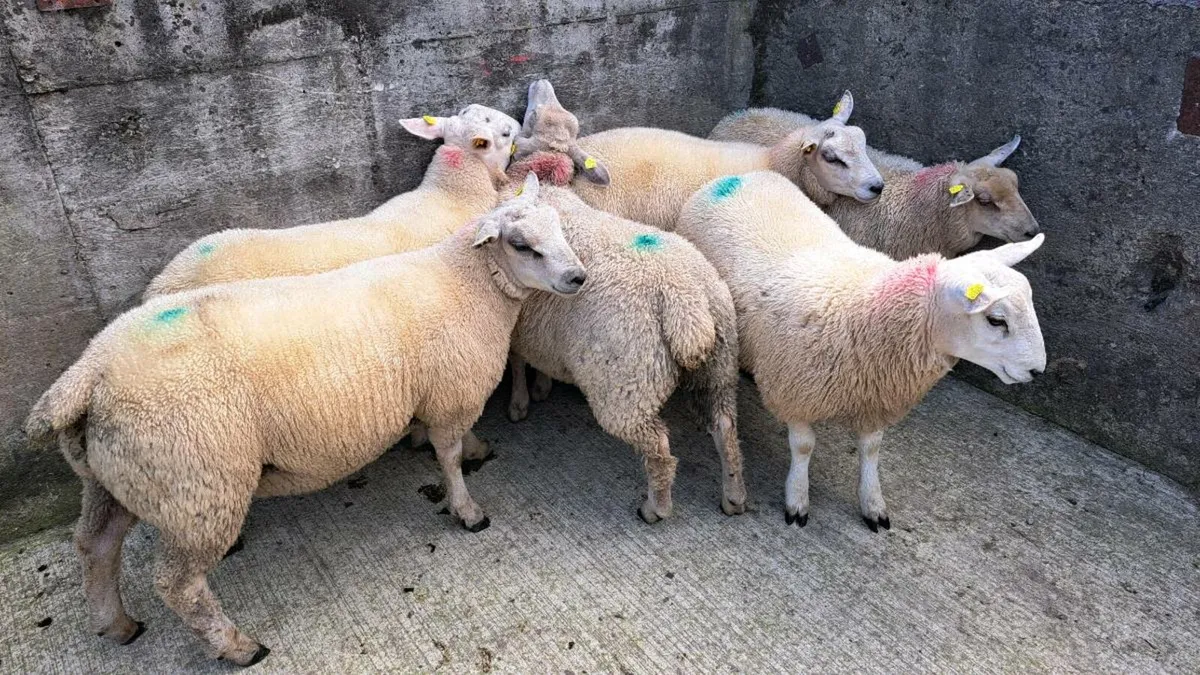 Finished lambs and Store lambs - Image 3