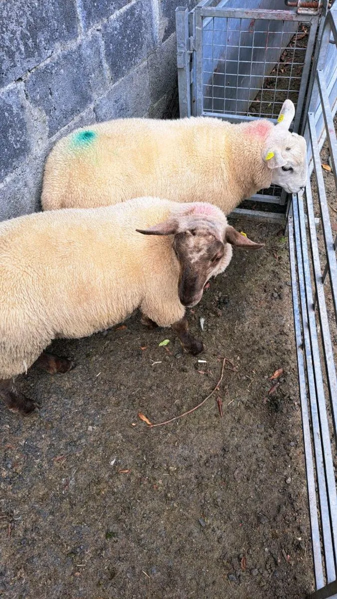 Finished lambs and Store lambs - Image 4