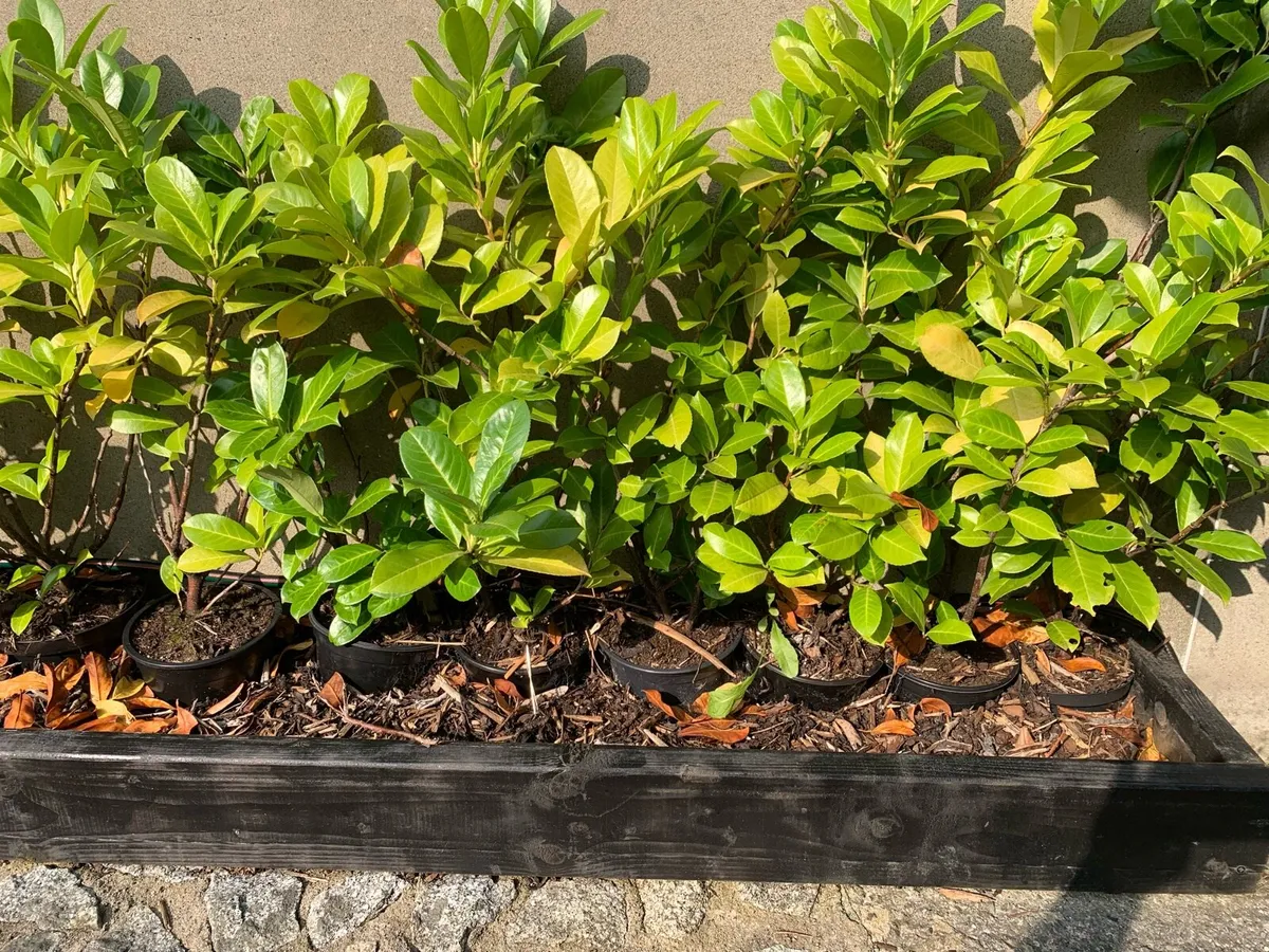 Laurel Hedging - Image 1