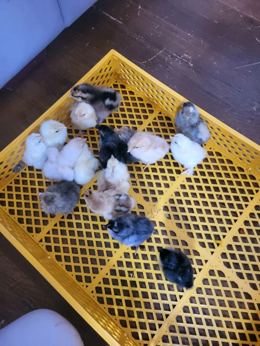Day old chicks - Image 1