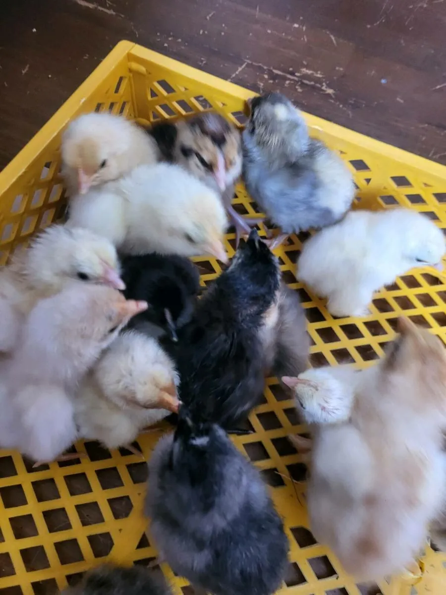 Day old chicks - Image 2
