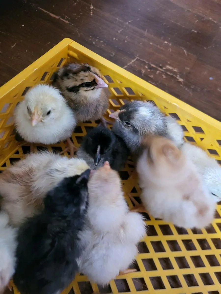Day old chicks - Image 3
