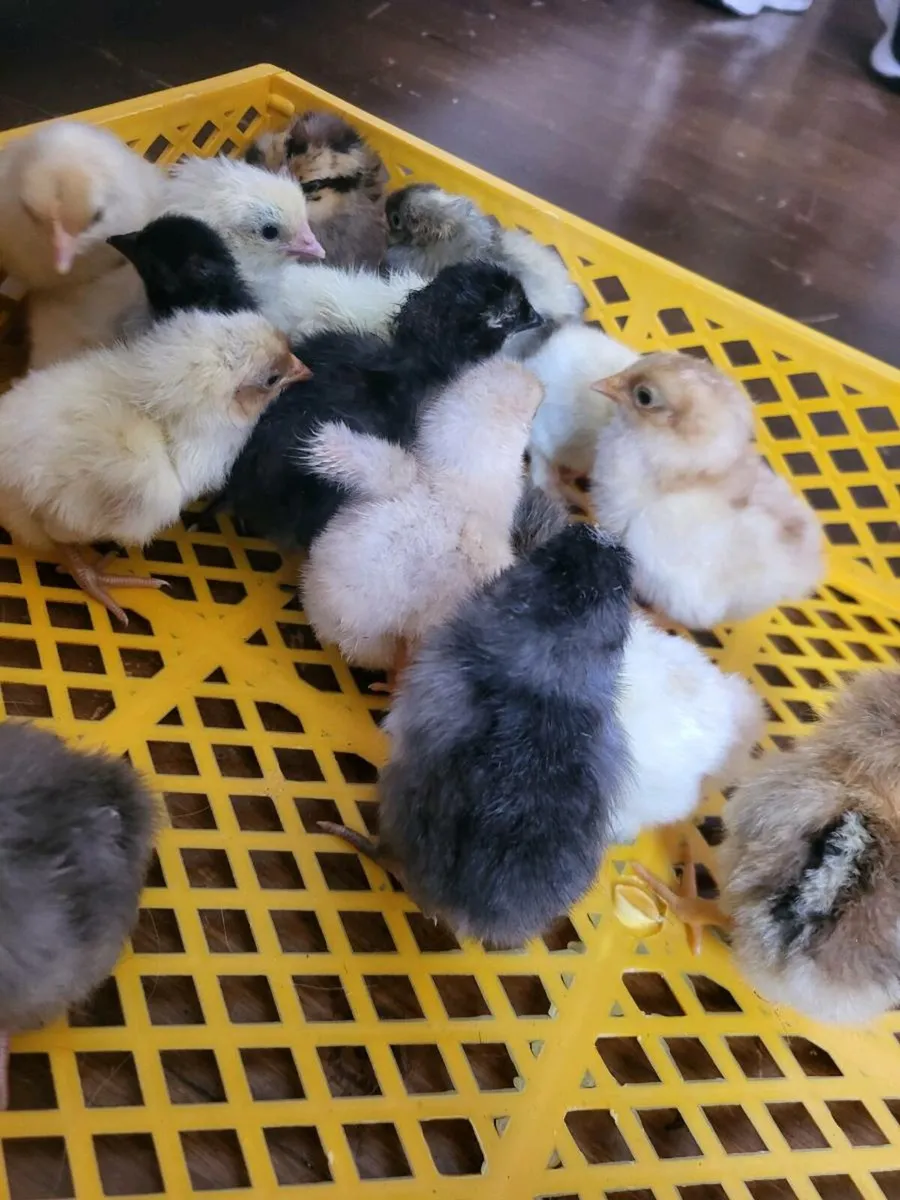 Day old chicks - Image 4