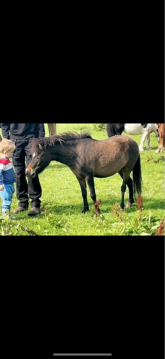 Small pony - Image 1