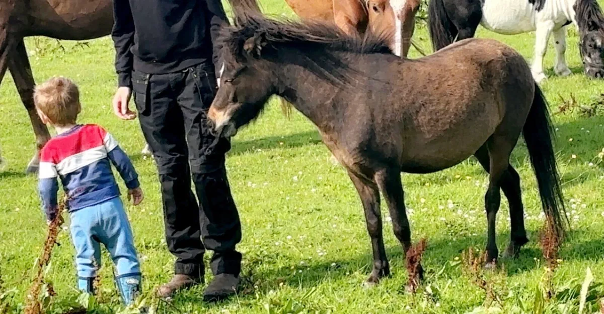 Small pony - Image 2
