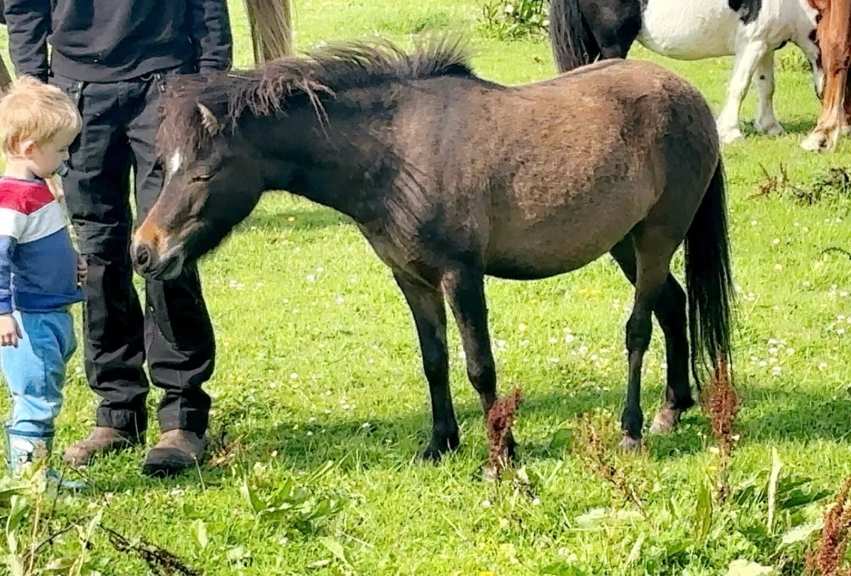 Small pony - Image 3