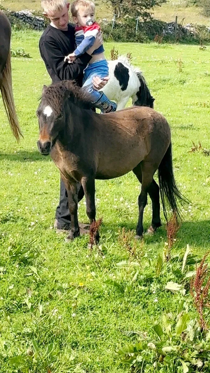 Small pony - Image 4