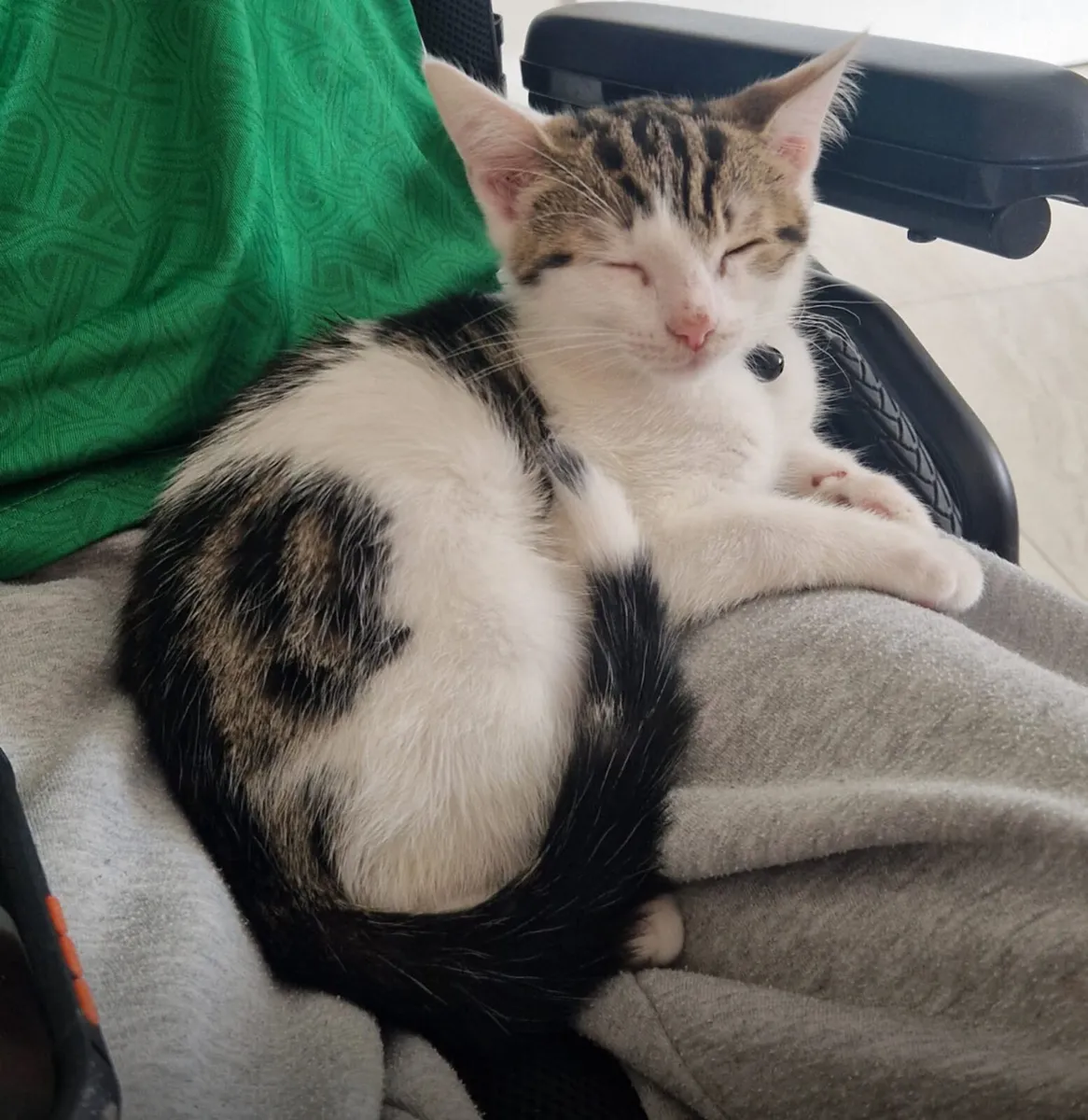 Kitten looking for new home - Image 1