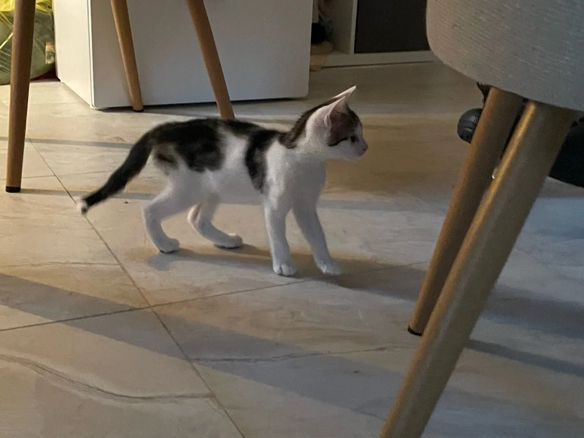 Kitten looking for new home - Image 2