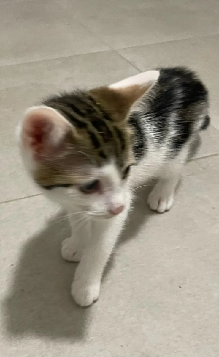 Kitten looking for new home - Image 3