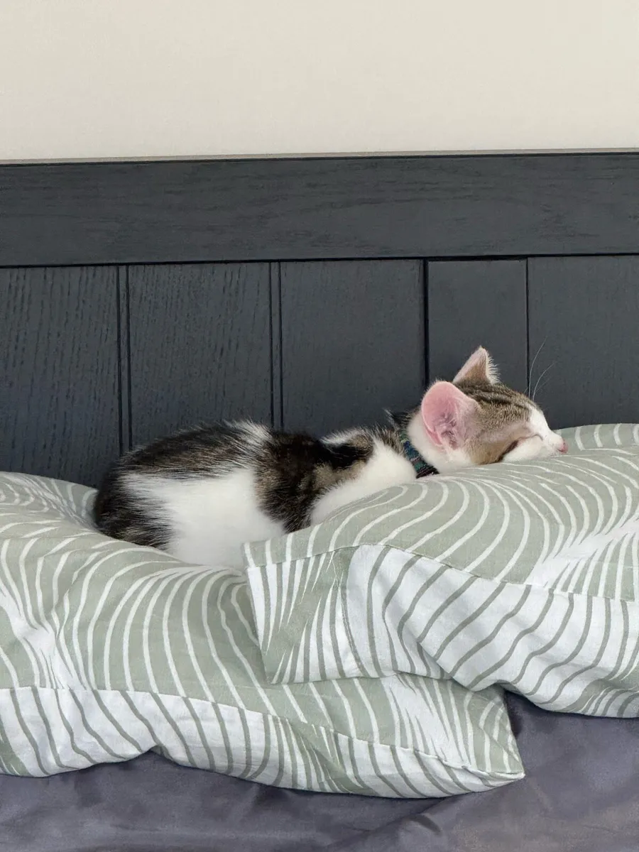 Kitten looking for new home - Image 4