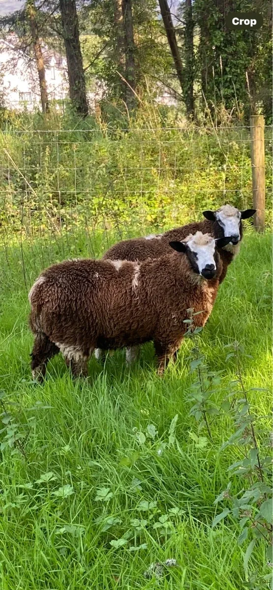Dutch Spotted Ram Lambs - Image 1