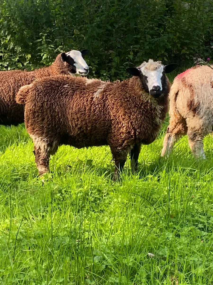 Dutch Spotted Ram Lambs - Image 2