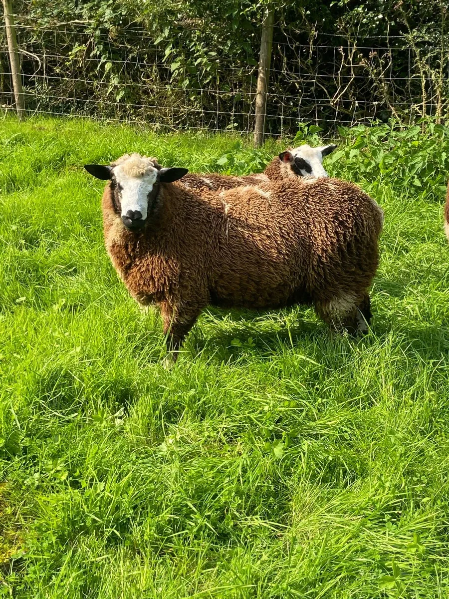 Dutch Spotted Ram Lambs - Image 3