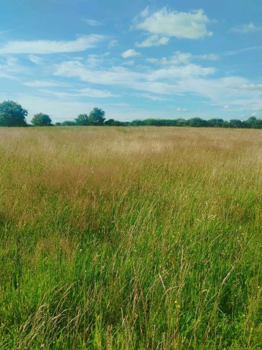 Meadow for sale - Image 2