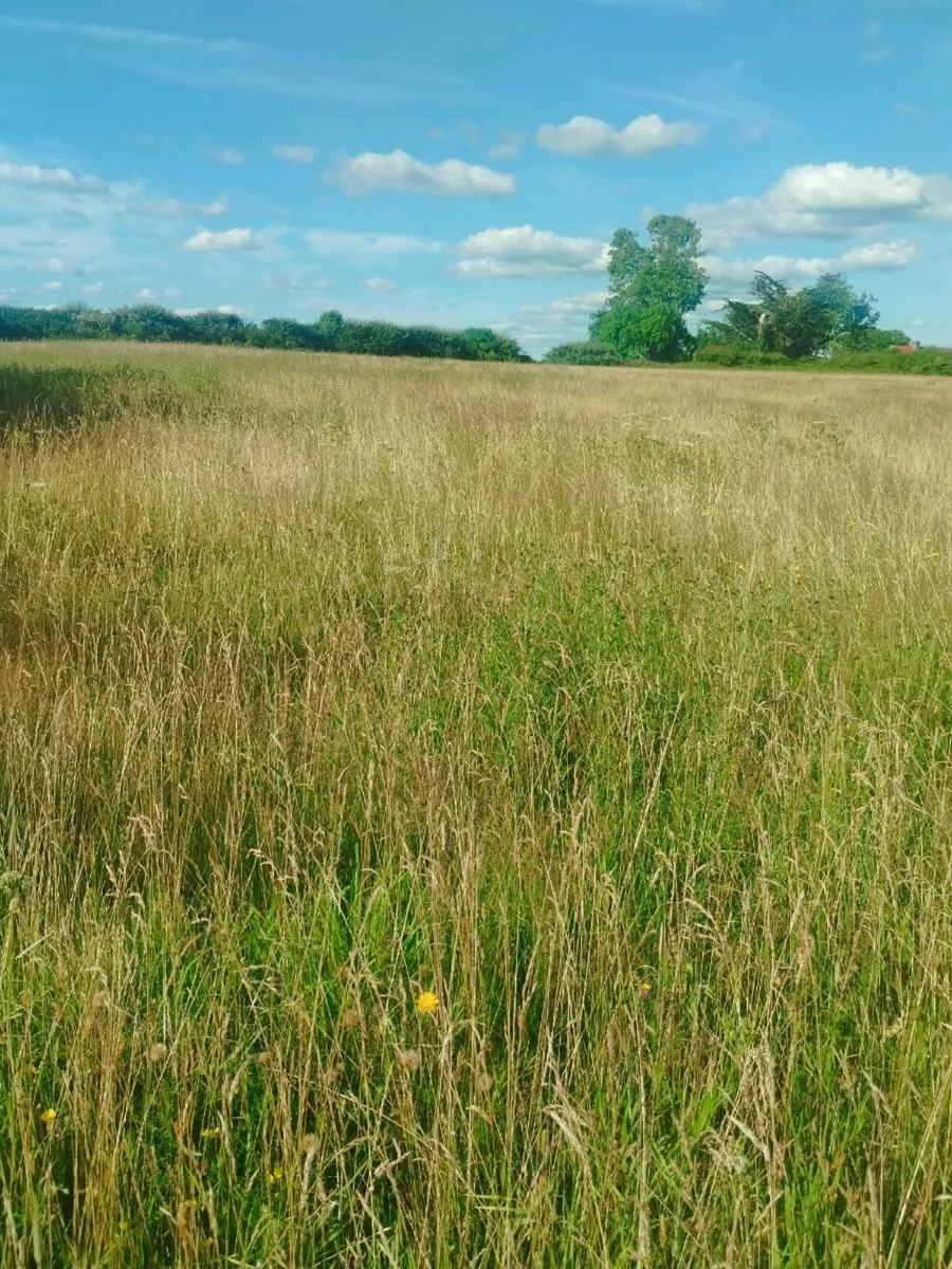 Meadow for sale - Image 3
