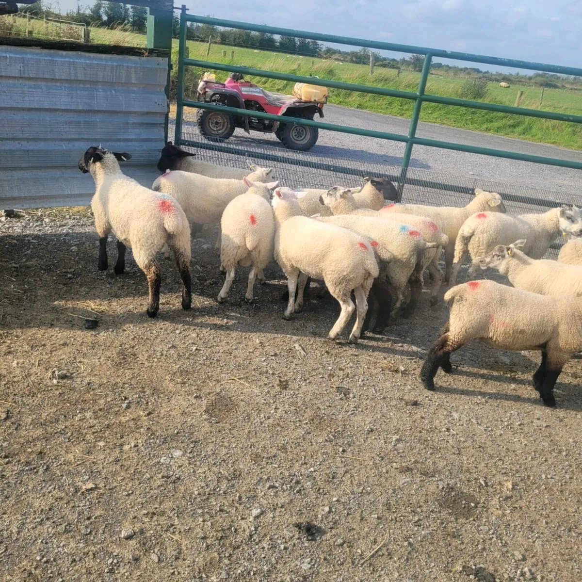 Store lamb's - Image 1
