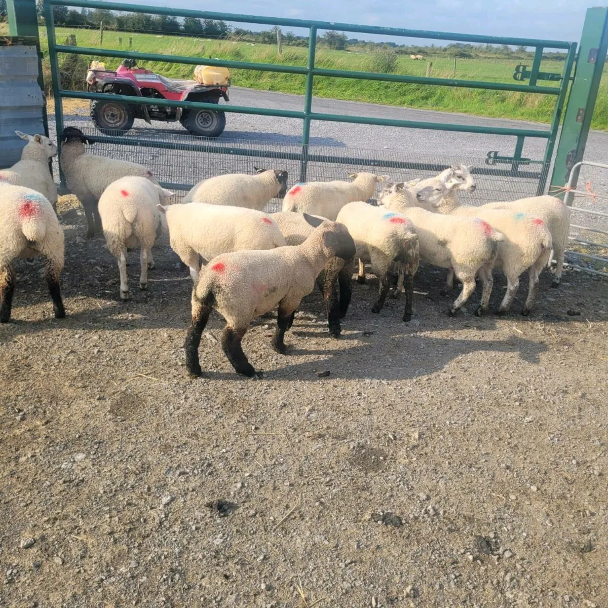 Store lamb's - Image 2