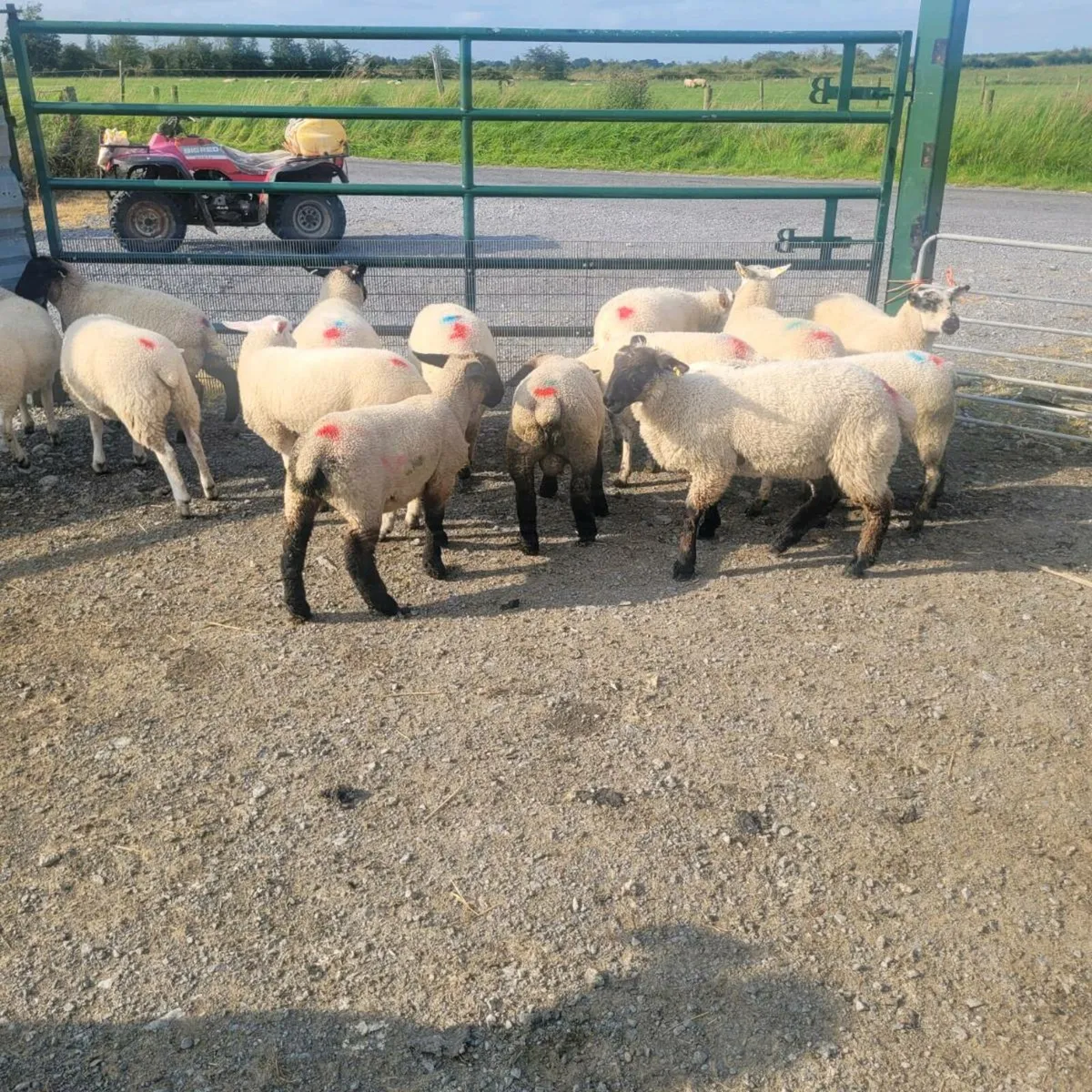 Store lamb's - Image 3