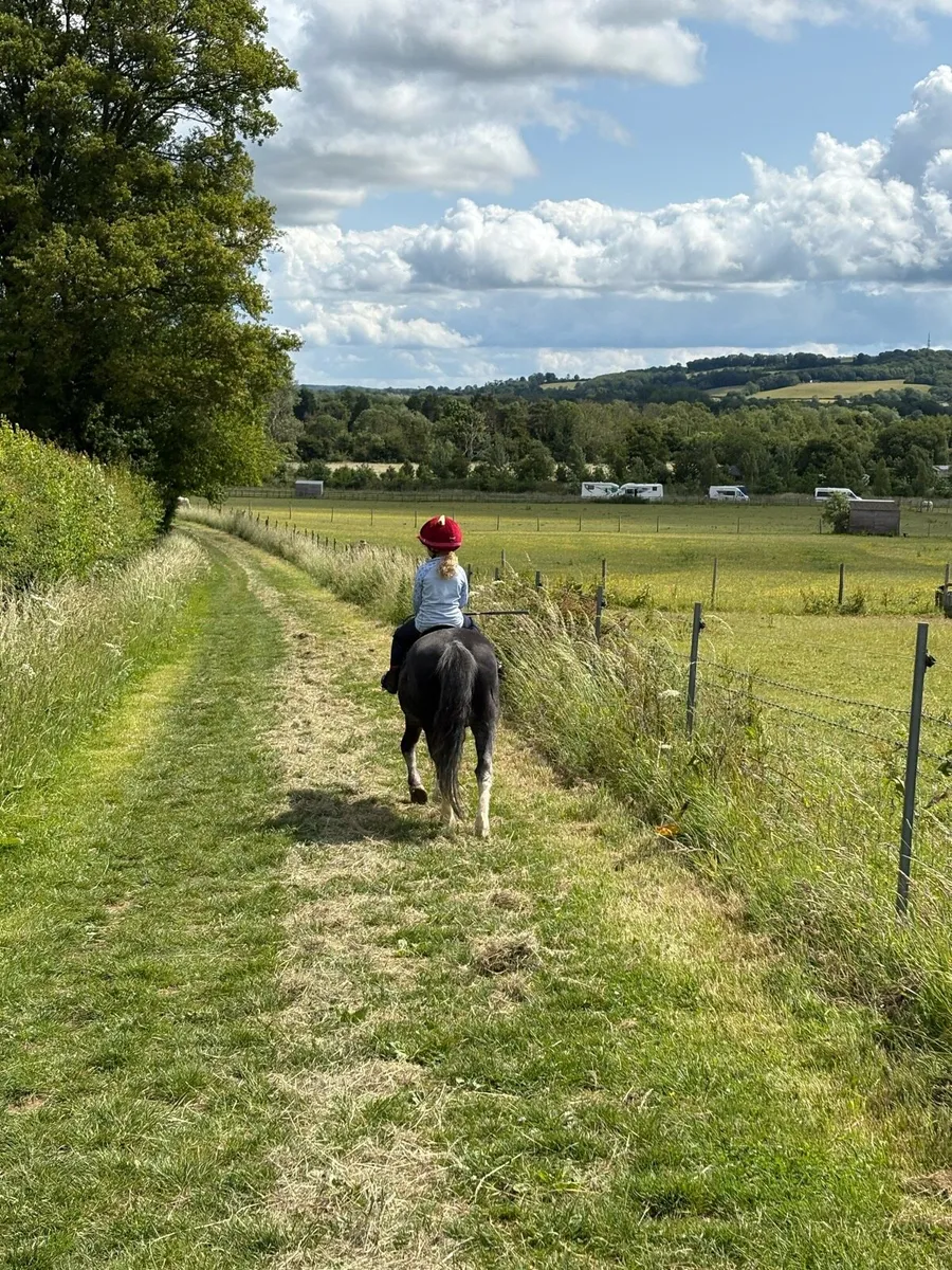 Wanted first ridden safe pony