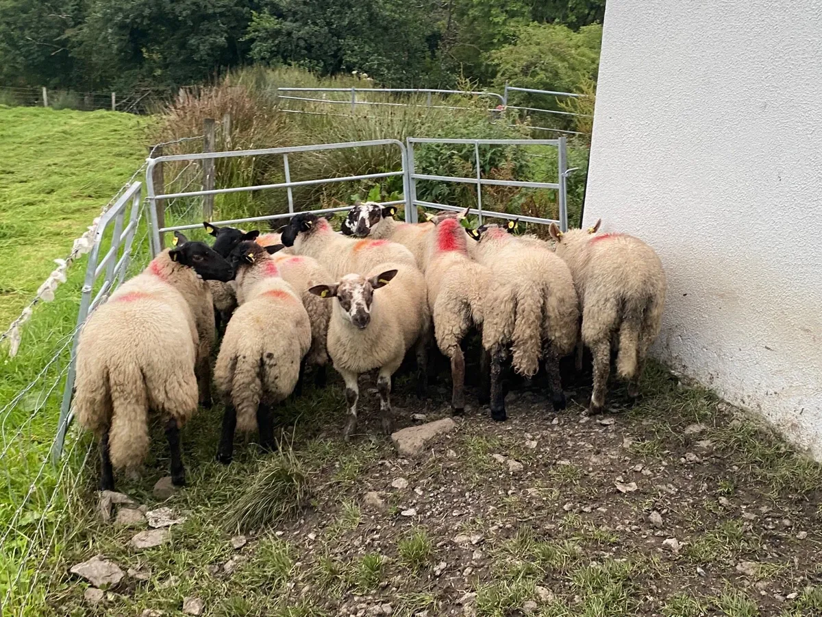 14 Super Ewe Lambs - Image 2