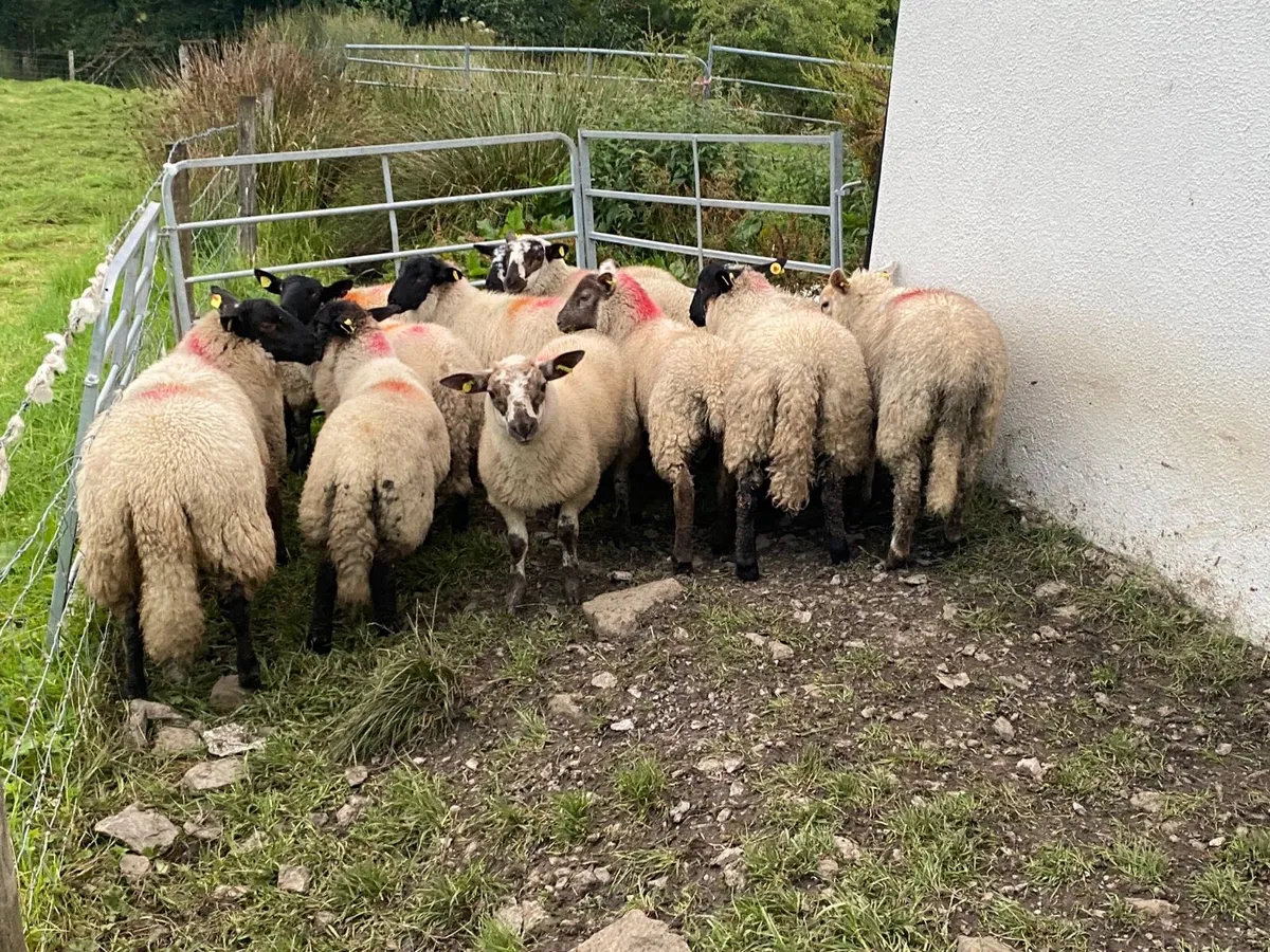 14 Super Ewe Lambs - Image 3